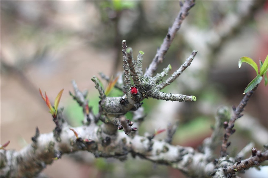 Ở làng đào Nhật Tân, duy chỉ có gia đình ông Lê Hàm (57 tuổi, phường Nhật Tân) là người chăm sóc và khiến đào Thất Thốn ra hoa đúng dịp Tết Nguyên đán thành công.