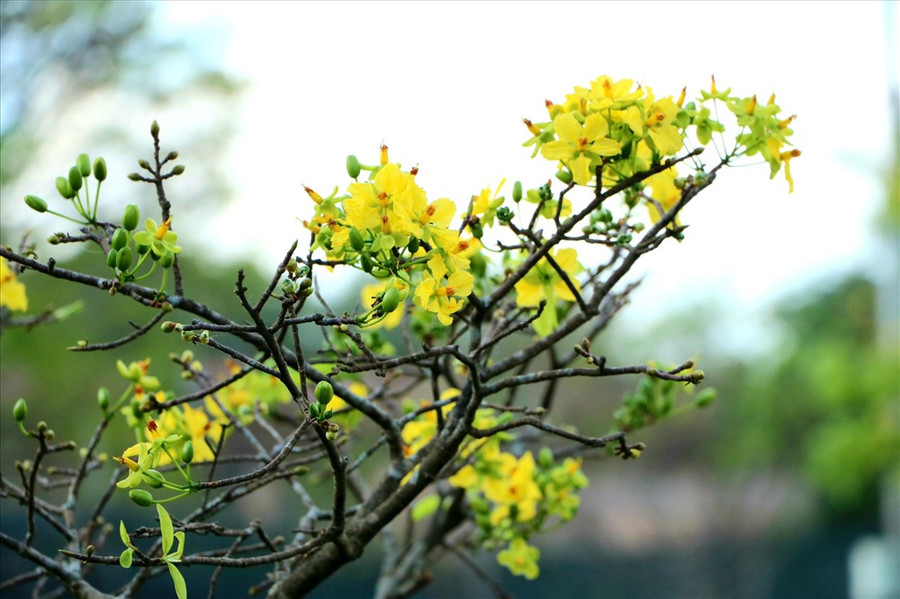 Dù còn 2 tuần nữa mới đến Tết Nguyên đán Canh Tý, nhưng vườn hoàng mai do Trung tâm Công viên cây xanh Huế quản lý (đường Lê Duẩn, TP. Huế) đã nở rộ. Dù còn 2 tuần nữa mới đến Tết Nguyên đán Canh Tý, nhưng vườn hoàng mai do Trung tâm Công viên cây xanh Huế quản lý (đường Lê Duẩn, TP. Huế) đã nở rộ.