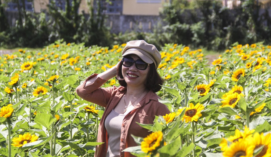 Chị Tôn Nữ Dạ Thảo (42 tuổi, trú TP.Quy Nhơn) cho biết, chị rất vui khi có một vườn hoa hướng dương đẹp như thế này để mọi người có thể tới “sống ảo” trong những ngày cuối năm. Đặc biệt, khi mọi người mua tại vườn sẽ tự tay chọn những bông theo ý của mình.