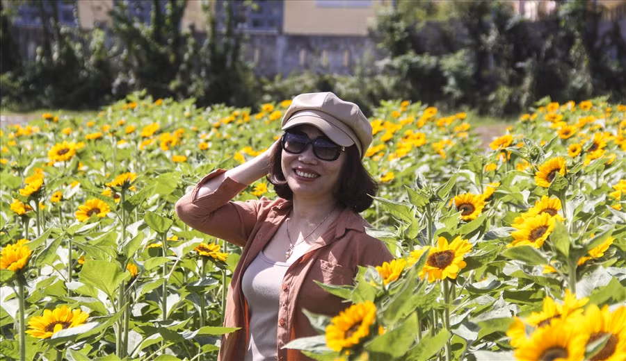 Chị Tôn Nữ Dạ Thảo (42 tuổi, trú TP.Quy Nhơn) cho biết, chị rất vui khi có một vườn hoa hướng dương đẹp như thế này để mọi người có thể tới “sống ảo” trong những ngày cuối năm. Đặc biệt, khi mọi người mua tại vườn sẽ tự tay chọn những bông theo ý của mình.