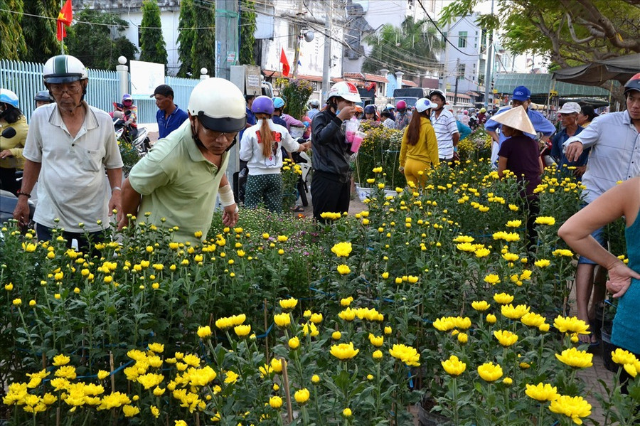 Những chậu cúc cũng thường là loại cây ưa chuộng đặt trong nhà. Hoa cúc rực rỡ như mang nắng vàng ấm áp vào nhà. Ảnh: Lục Tùng Những chậu cúc cũng thường là loại cây ưa chuộng đặt trong nhà. Hoa cúc rực rỡ như mang nắng vàng ấm áp vào nhà. Ảnh: Lục Tùng