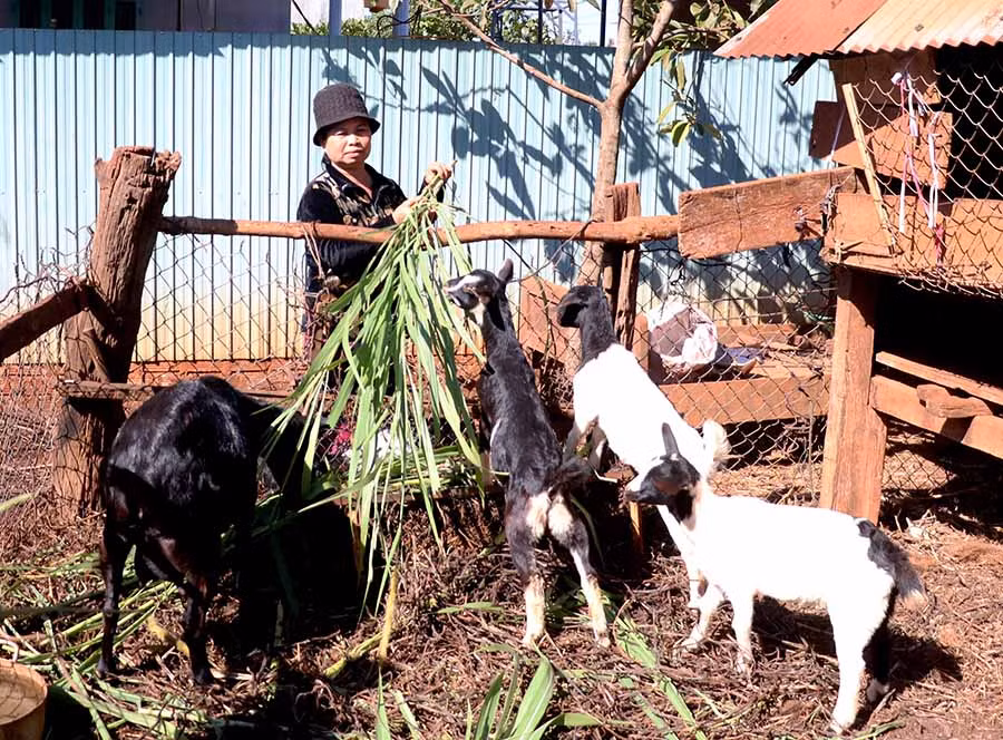  Nhiều hộ dân trên địa bàn xã Glar (huyện Đak Đoa) đã cải thiện thu nhập nhờ chăn nuôi dê. Ảnh: H.T