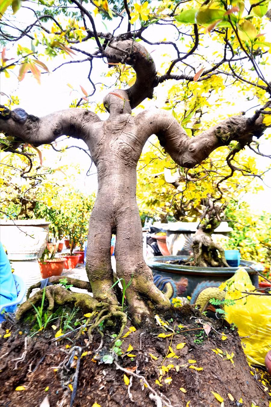  Cận cảnh dáng “lực sĩ” của cây mai vàng. Ảnh: LT