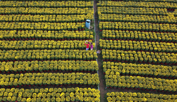 Những chậu hoa bung nụ vàng hoe khoe sắc ở Làng hoa Cái Mơn, huyện Chợ Lách, tỉnh Bến Tre thu hút giới trẻ đến tham quan, chụp ảnh - Ảnh: MẬU TRƯỜNG