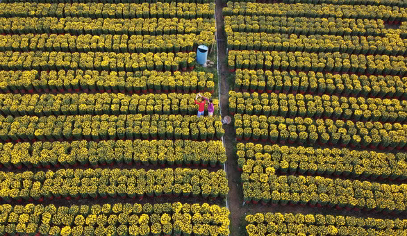Những chậu hoa bung nụ vàng hoe khoe sắc ở Làng hoa Cái Mơn, huyện Chợ Lách, tỉnh Bến Tre thu hút giới trẻ đến tham quan, chụp ảnh - Ảnh: MẬU TRƯỜNG