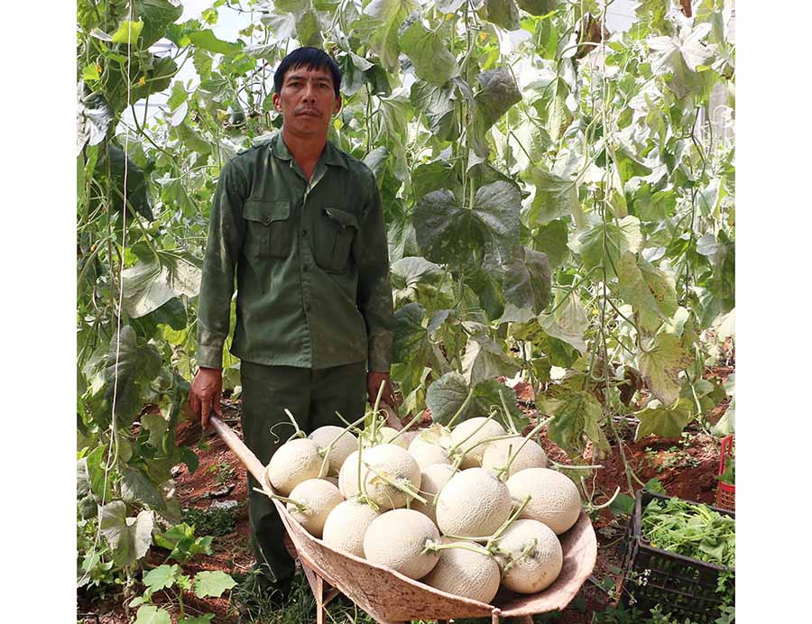  Sản phẩm dưa lưới của gia đình anh Nguyễn Đình Thanh được thị trường ưa chuộng. Ảnh: Q.T