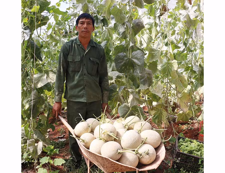  Sản phẩm dưa lưới của gia đình anh Nguyễn Đình Thanh được thị trường ưa chuộng. Ảnh: Q.T