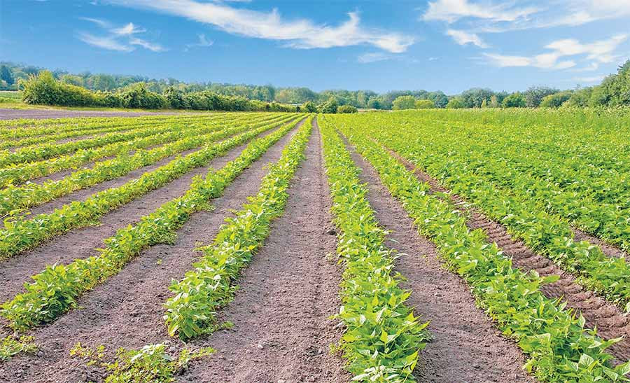 Ruộng khoai lang Lệ Cần. Ảnh: Ảnh internet Ruộng khoai lang Lệ Cần. Ảnh: Ảnh internet