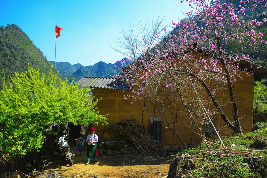 Một ngôi nhà trên đường tới Cột cờ Lũng Cú rực rỡ trong màu hồng của hoa đào và lộc xanh mơn mởn.