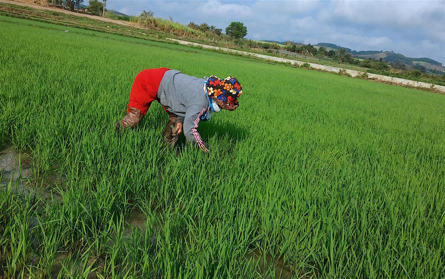 Nông dân các địa phương phía Đông tỉnh ra đồng dặm lúa trong ngày đầu năm để "cầu may". Ảnh: Hồng Thi Nông dân các địa phương phía Đông tỉnh ra đồng dặm lúa trong ngày đầu năm để