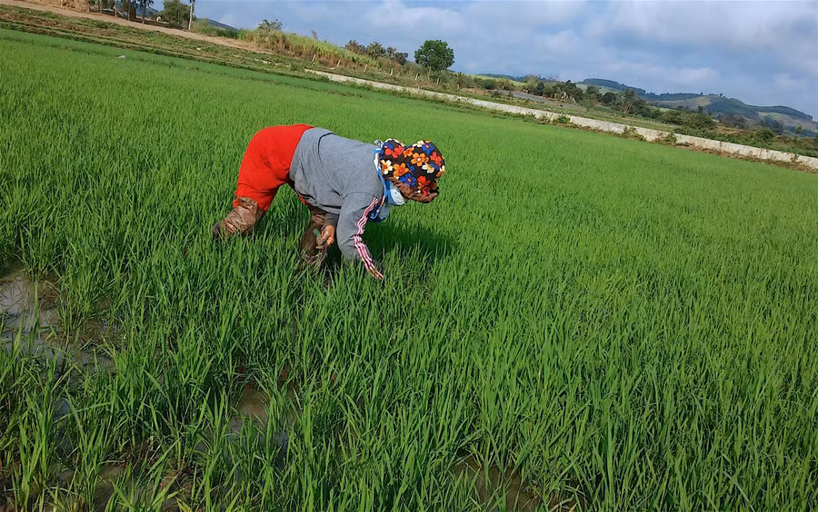 Nông dân các địa phương phía Đông tỉnh ra đồng dặm lúa trong ngày đầu năm để 