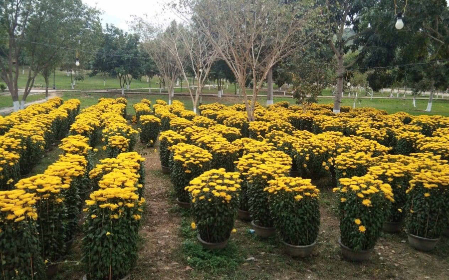 Những chậu hoa cúc không bán hết được các tiểu thương sắp xếp ngay ngắn, gọn gàng trong công viên thị trấn Kbang. Ảnh: Ngọc Sang