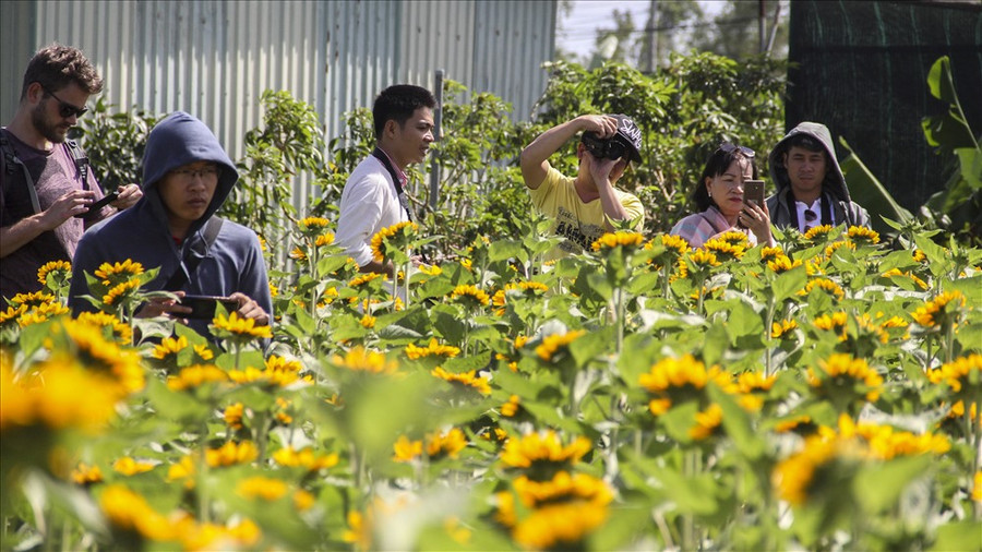  “Hoa ở đây rất là đẹp, chắc chắn khi về nhà mình sẽ giới thiệu mọi người đến đây để tham qua” – chị Thảo nói thêm.