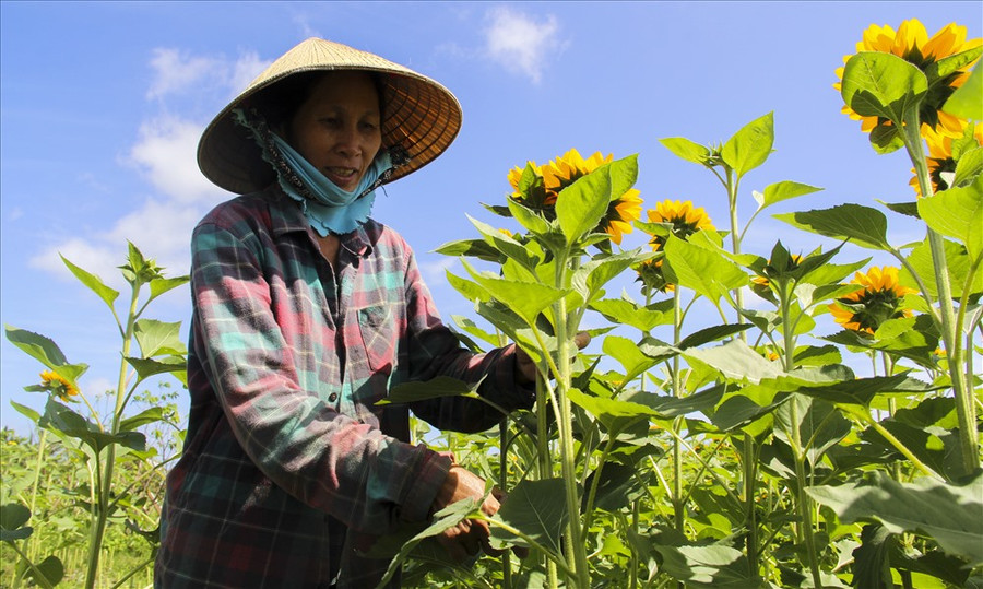  Theo chị Miền, chị đã khỏi nghiệp được 4 năm nay, trước kia vườn này chị trồng rất nhiều thứ với mục đích thử nghiệm. Đến khi thành công, có quy trình cụ thể, chị Miền mở rộng liên kết với bà con nông dân trong khu vực để làm một vùng sản xuất.