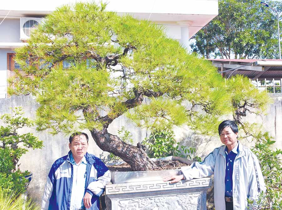 Ông Nguyễn Văn Vỹ (tổ 4, thị trấn Kon Dơng, huyện Mang Yang, Gia Lai; bìa phải) bên một gốc thông bonsai của mình. Ảnh: H.P Ông Nguyễn Văn Vỹ (tổ 4, thị trấn Kon Dơng, huyện Mang Yang; bìa phải) bên một gốc thông bonsai của mình. Ảnh: H.P