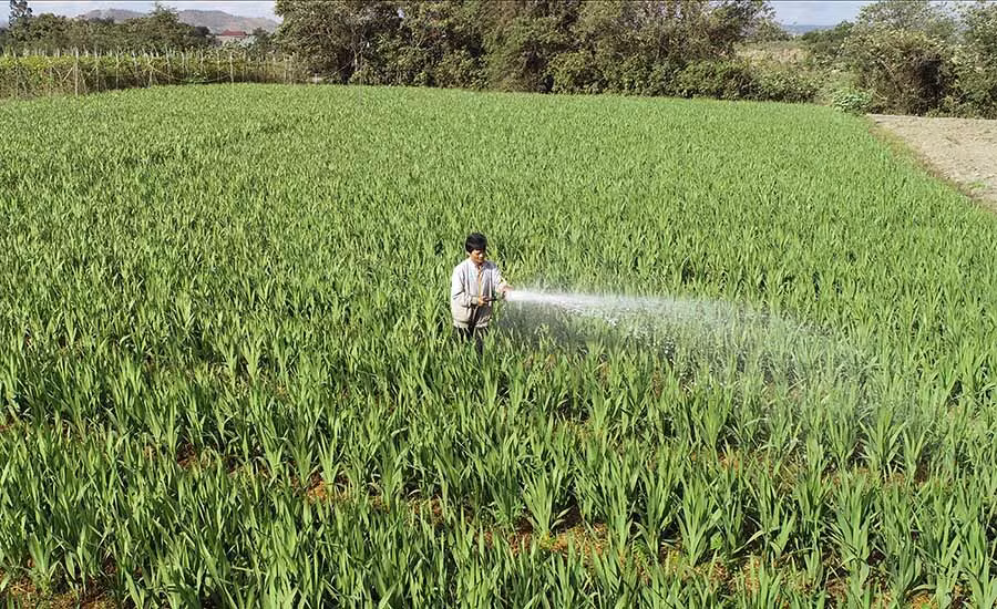  Ông Phan Văn Tố (tổ 1, thị trấn Phú Thiện) chăm sóc vườn hoa lay ơn của gia đình. Ảnh: P.N