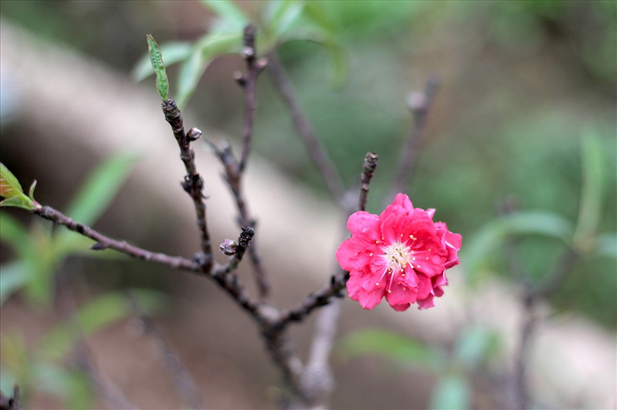 Ông Lê Hàm cho biết, những gốc đào này được trồng cách đây khoảng 30 năm. Năm nay, vườn nhà ông Hàm đang có khoảng 50 gốc đào quý