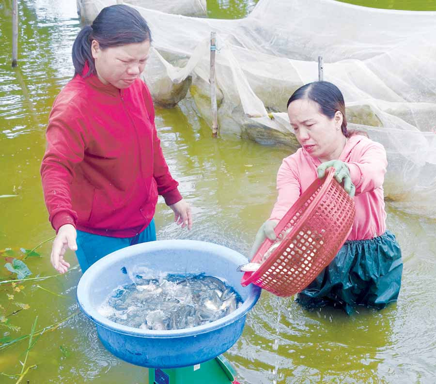 Thành viên HTX Cá giống xã Ia Peng thu hoạch cá. Ảnh: Đ.P