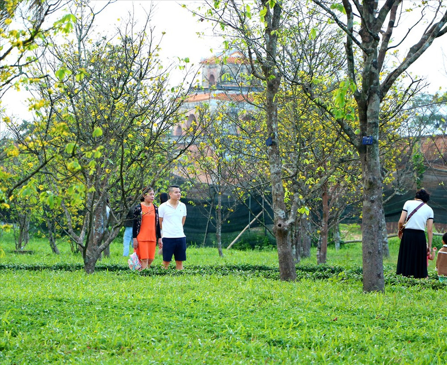 Nhiều gia đình đã tìm tới đây lựa chọn những gốc mai đẹp, chụp cho mình những tấm hình ưng ý nhất. Nhiều gia đình đã tìm tới đây lựa chọn những gốc mai đẹp, chụp cho mình những tấm hình ưng ý nhất.