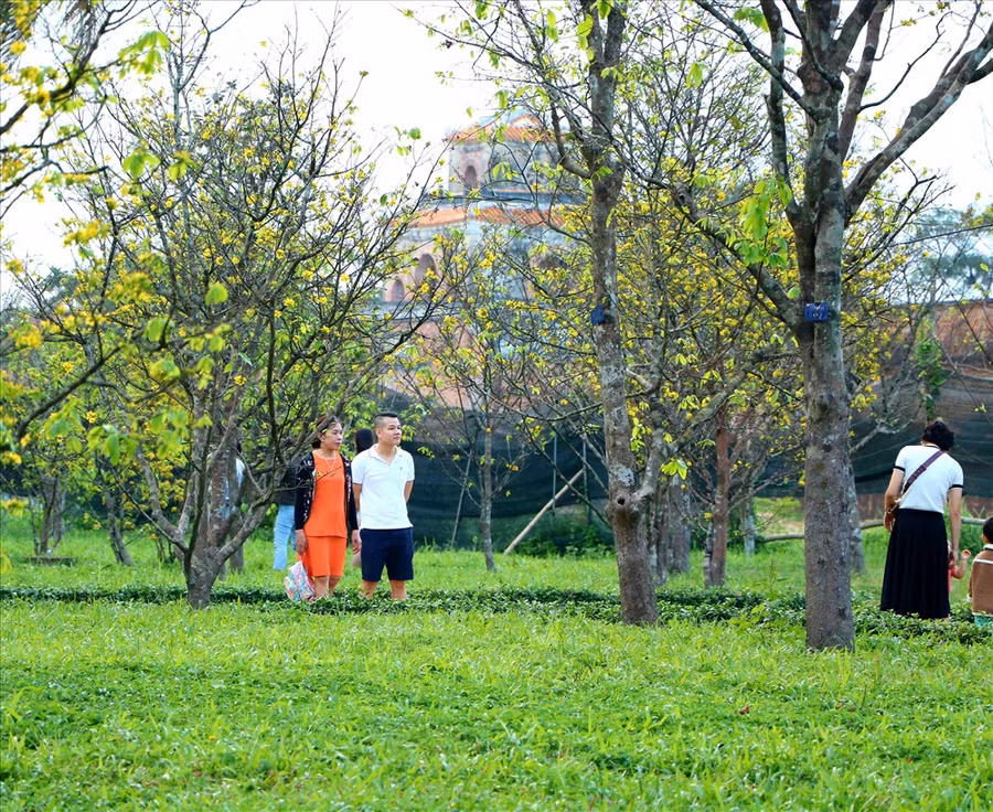 Nhiều gia đình đã tìm tới đây lựa chọn những gốc mai đẹp, chụp cho mình những tấm hình ưng ý nhất.