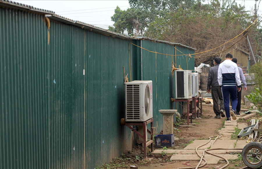 Sau quá trình dài chăm sóc, vào thời điểm cụ thể giáp Tết, ông đưa toàn bộ số đào Thất Thốn vào các “phòng điều hòa” để điều chỉnh được hoa nở đúng dịp Tết Nguyên đán.