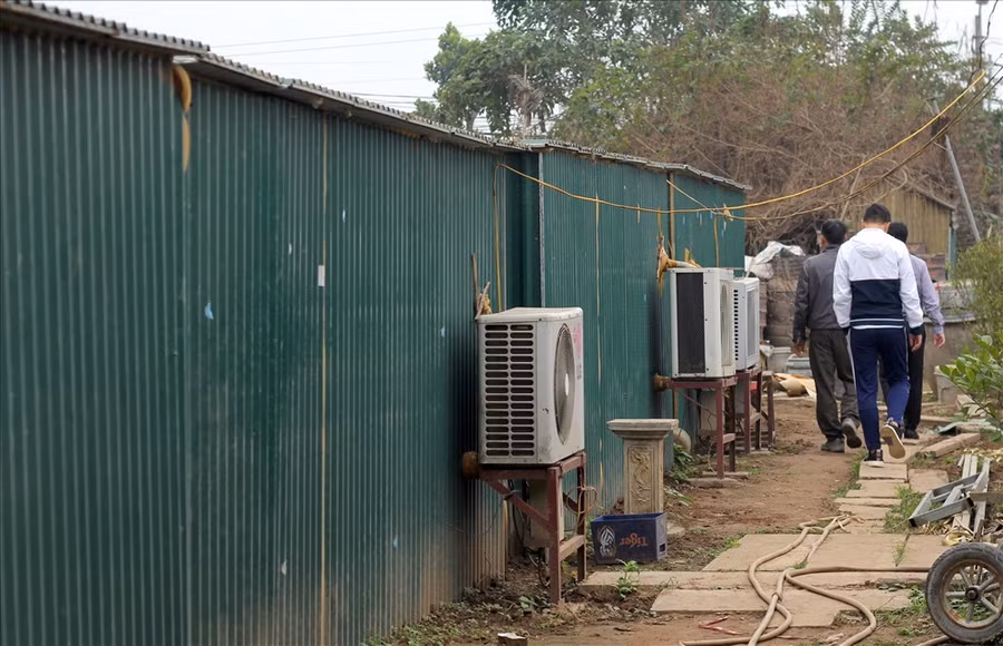 Sau quá trình dài chăm sóc, vào thời điểm cụ thể giáp Tết, ông đưa toàn bộ số đào Thất Thốn vào các “phòng điều hòa” để điều chỉnh được hoa nở đúng dịp Tết Nguyên đán.