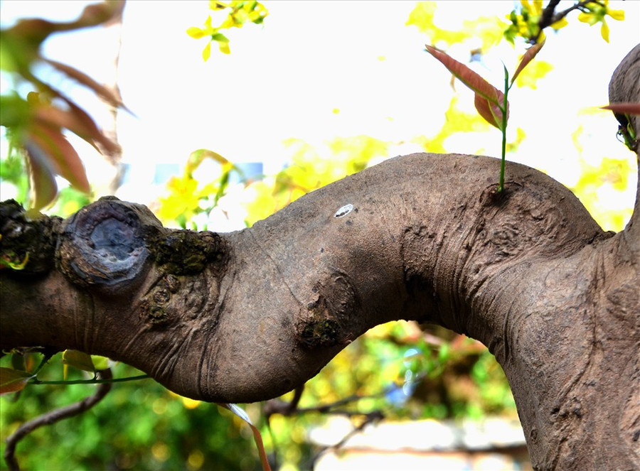 Chi tán được uốn tỉa lâu năm đã tạo ra cơ bắp tự nhiên cho cả tay bên trái lẫn tay bên phải. Ảnh: LT