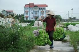 Gánh rau của mẹ. Ảnh minh họa Gánh rau của mẹ. Ảnh minh họa