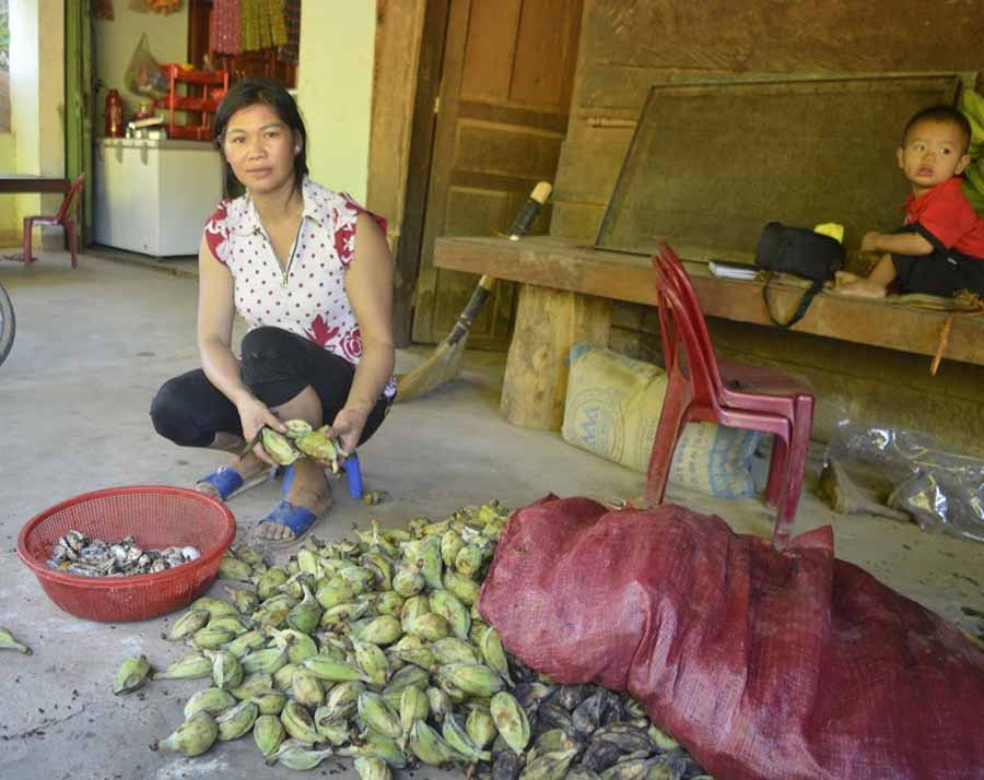  Một số hộ dân trong xã có thêm thu nhập từ chuối rừng. Ảnh: P.D