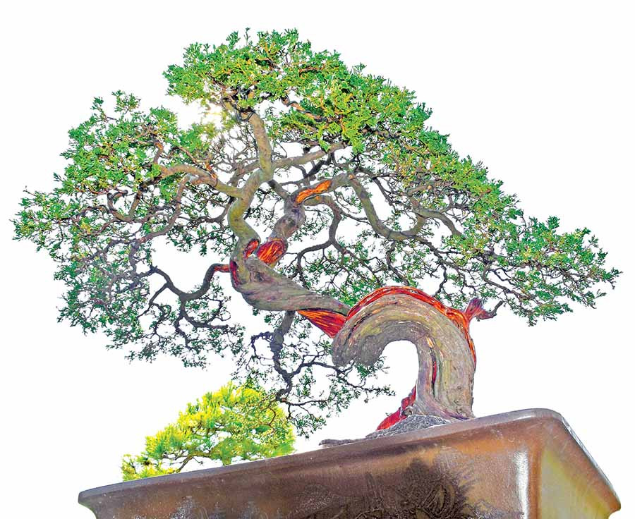 Một gốc tùng bonsai của ông Nguyễn Văn Vỹ. Ảnh: H.P Một gốc tùng bonsai của ông Nguyễn Văn Vỹ. Ảnh: H.P