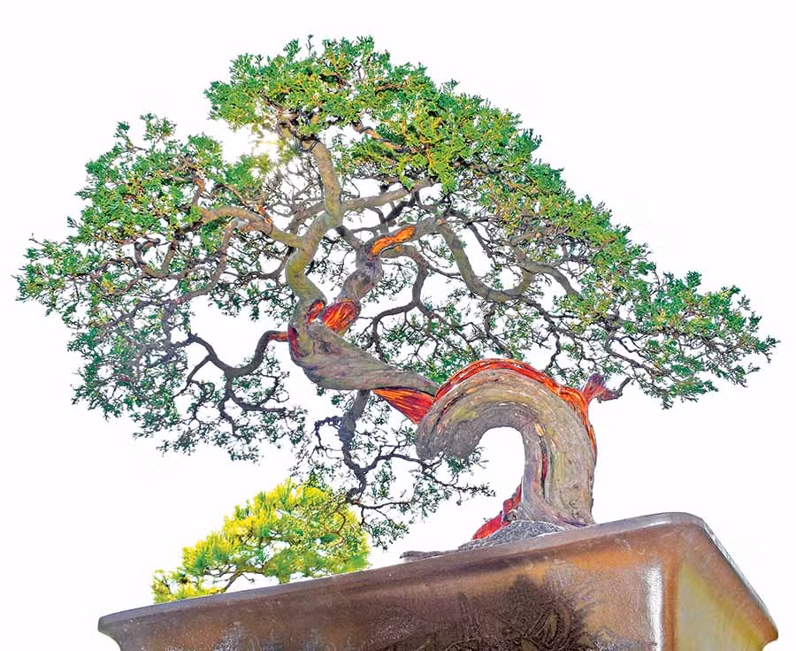 Một gốc tùng bonsai của ông Nguyễn Văn Vỹ. Ảnh: H.P