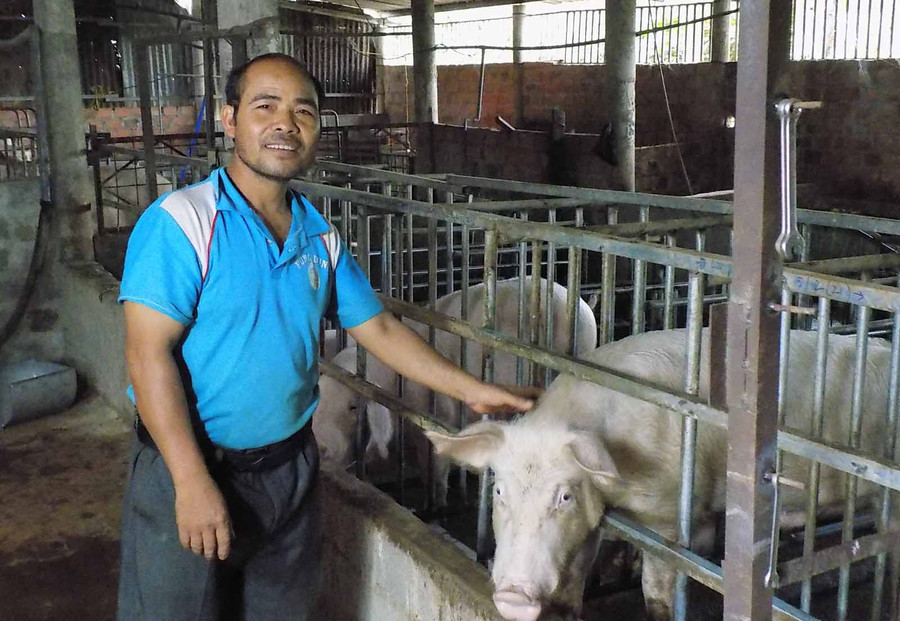  Nông dân cần chú trọng khâu phòng dịch bệnh cho đàn heo khi tái đàn. Ảnh: Lương Thanh 