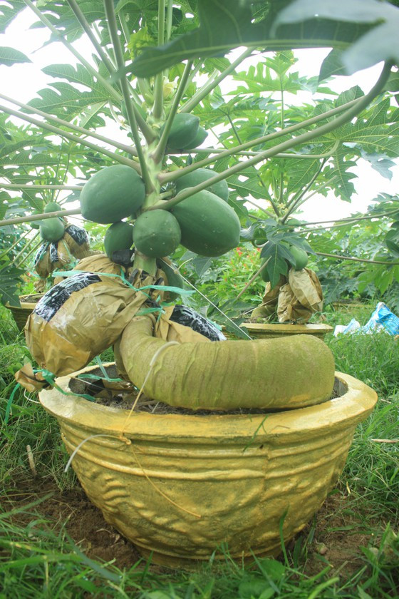 Một chậu đu đủ bonsai hoàn chỉnh. Ảnh: NGUYỄN TRANG