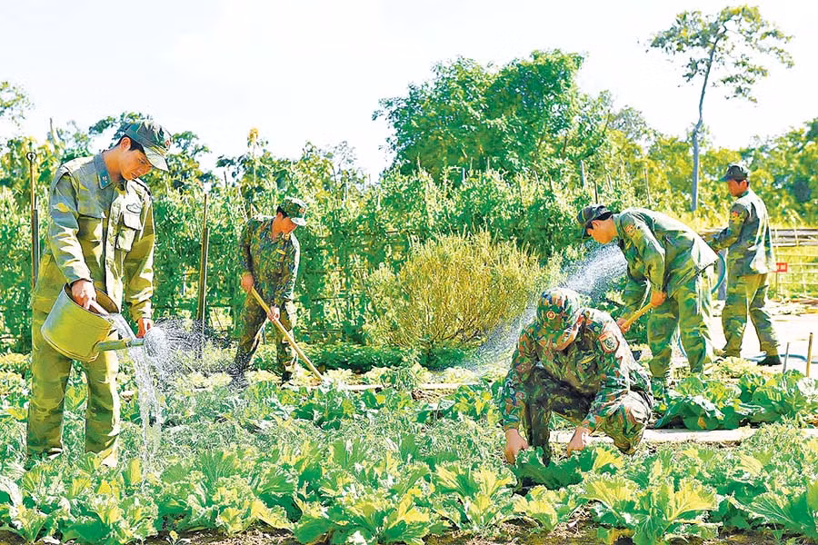 Lực lượng Bộ đội Biên phòng tăng gia sản xuất. Ảnh: Đ.T