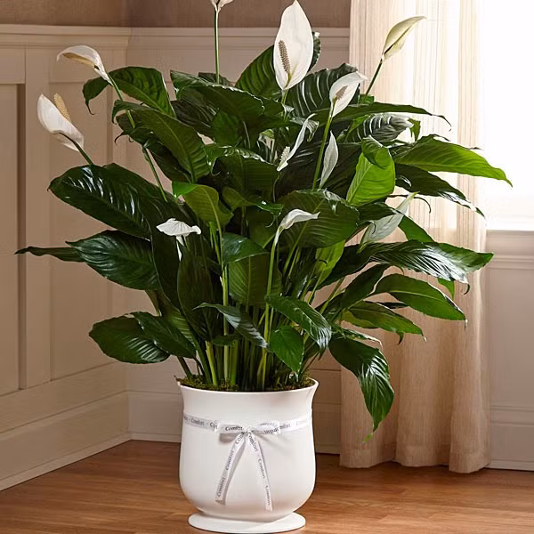 Cây lan ý có khả năng lọc không khí, là loại cây dễ trồng, sinh trưởng mạnh.