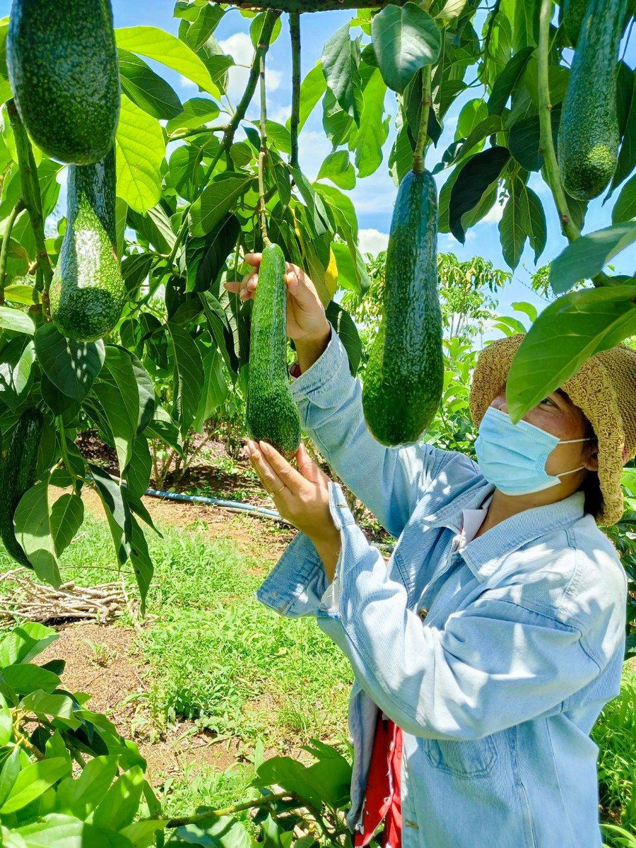 Trái bơ ở Bảo Lộc trong câu chuyện của cô gái. Ảnh: Thu Trân