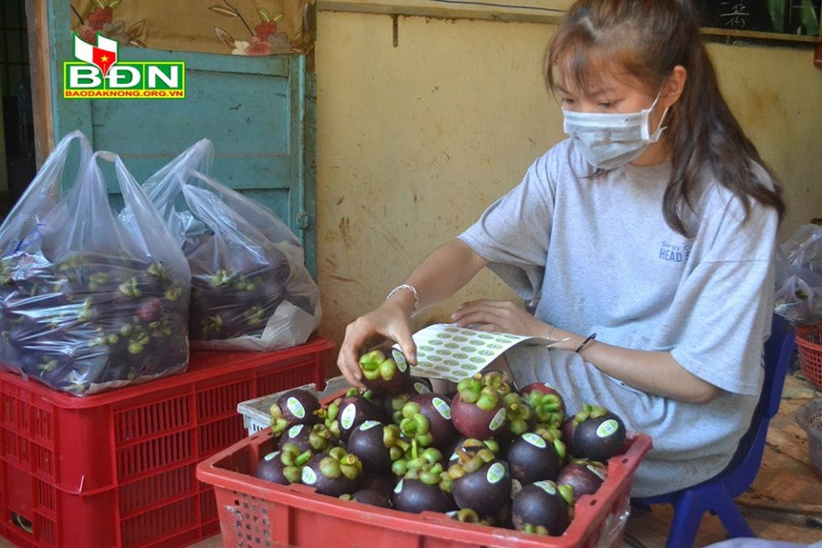 Sản phẩm măng cụt Gia Ân (TP Gia Nghĩa, tỉnh Đắk Nông) đạt tiêu chuẩn GlobalGAP và OCOP hạng 3 sao...