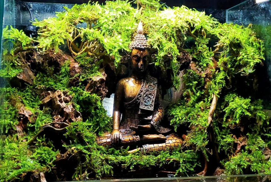 Dùng rêu làm tiểu cảnh Terrarium (hệ sinh thái thu nhỏ). Ảnh: NVCC