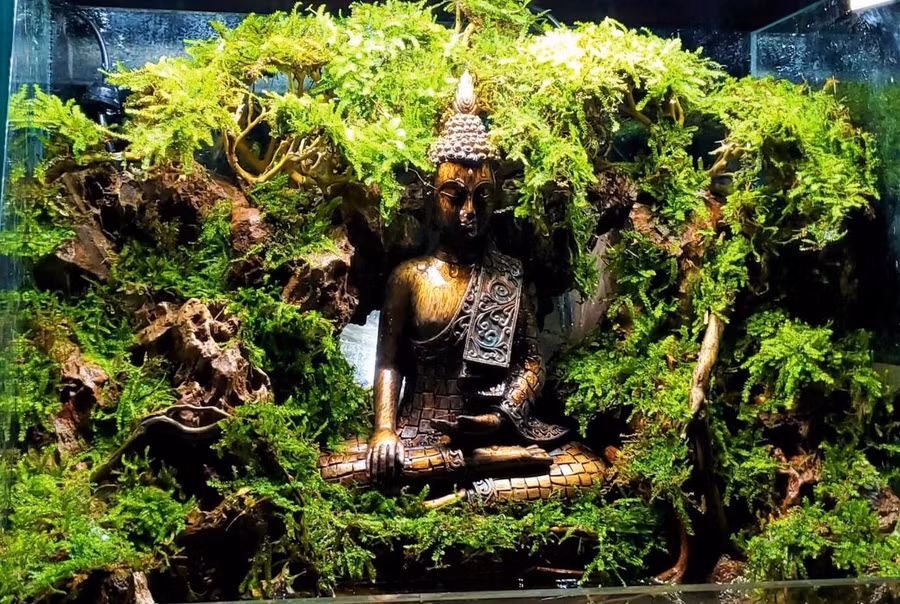 Dùng rêu làm tiểu cảnh Terrarium (hệ sinh thái thu nhỏ). Ảnh: NVCC