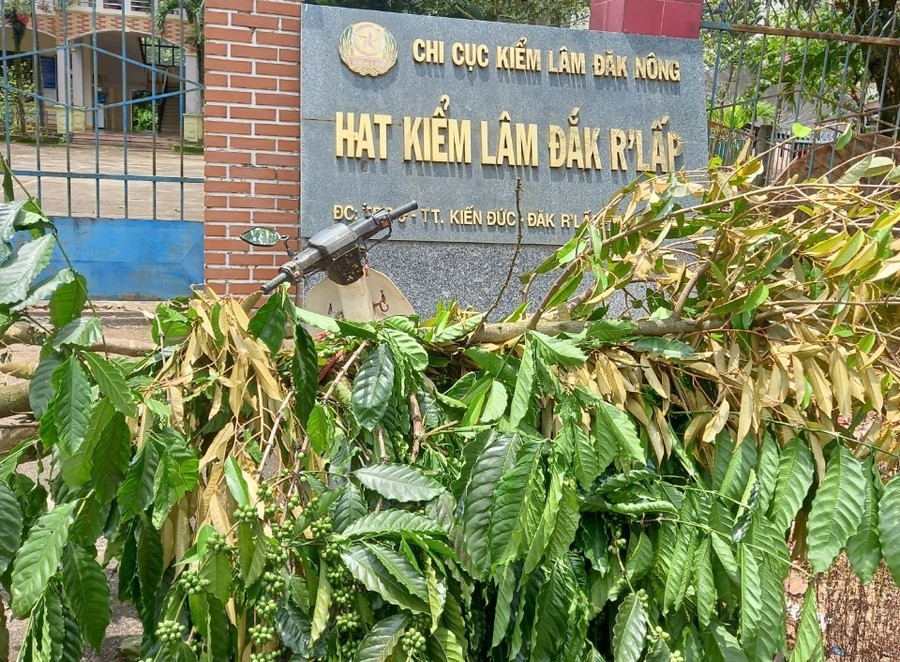Ông Thạch chở cây cà phê, sầu riêng bị chặt đến Hạt Kiểm lâm huyện Đắk R'lấp tìm ông Tường để giải quyết sự việc. Ảnh: NDCC Ông Thạch chở cây cà phê, sầu riêng bị chặt đến Hạt Kiểm lâm huyện Đắk R'lấp tìm ông Tường để giải quyết sự việc. Ảnh: NDCC