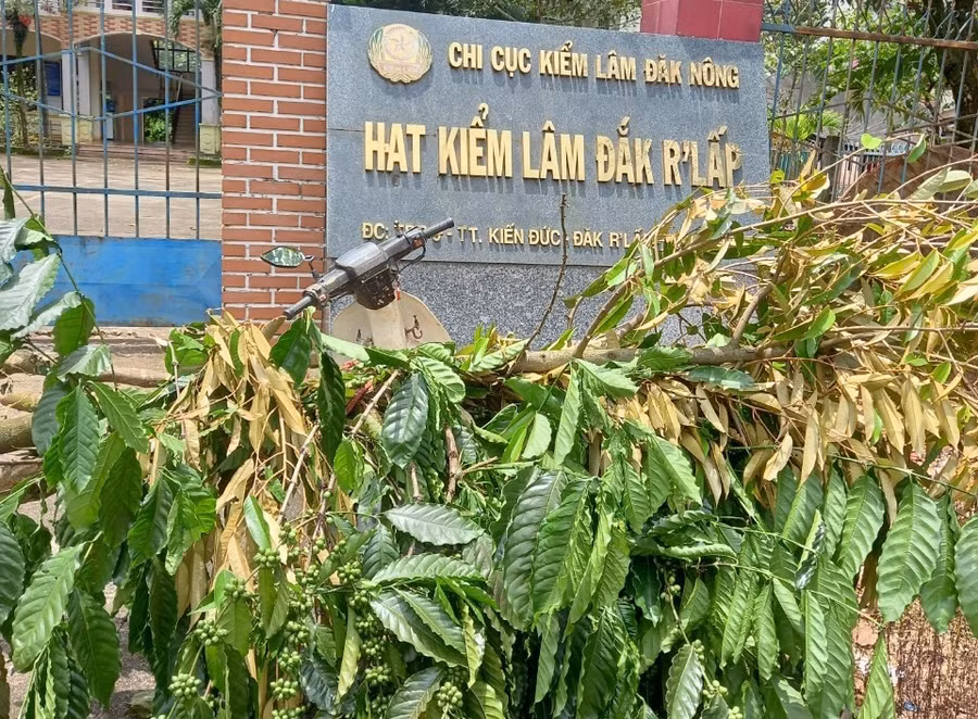 Ông Thạch chở cây cà phê, sầu riêng bị chặt đến Hạt Kiểm lâm huyện Đắk R'lấp tìm ông Tường để giải quyết sự việc. Ảnh: NDCC