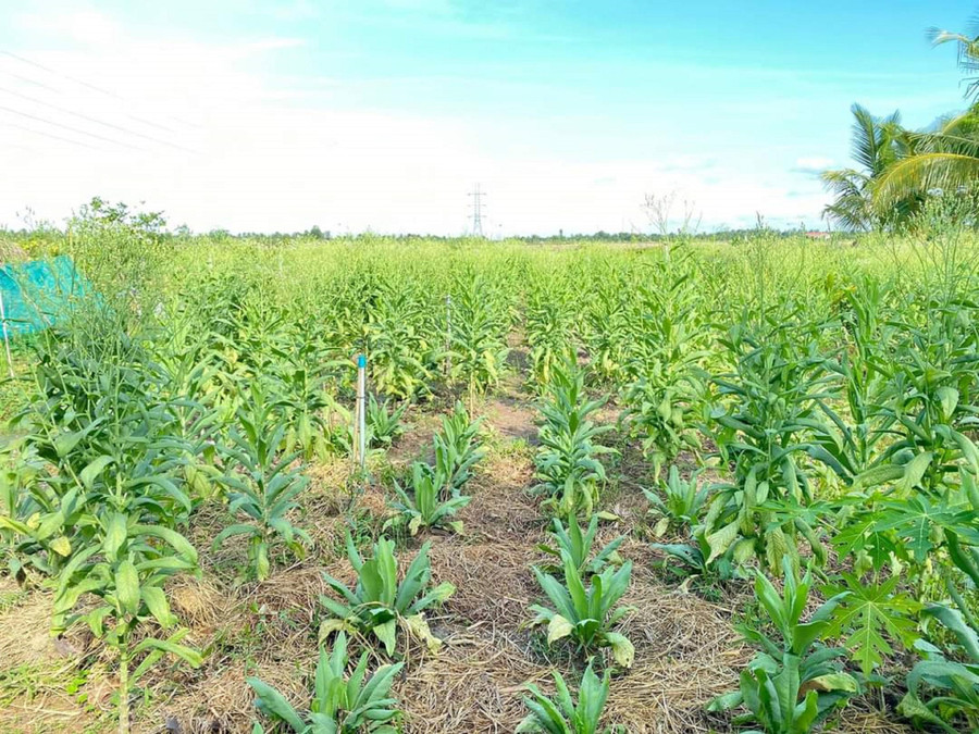 Vườn bồ công anh hơn 8.000 m² của anh Lộc đang phát triển tốt. Ảnh: Xuân Phúc Vườn bồ công anh hơn 8.000 m² của anh Lộc đang phát triển tốt. Ảnh: Xuân Phúc