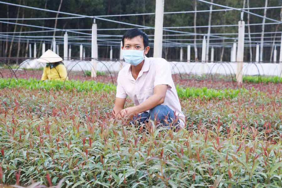 Mô hình ươm cây lâm nghiệp của anh Thái Xuân Biên (thôn An Thượng 3, xã Song An) cho thu nhập hơn 300 triệu đồng/năm. Ảnh: Ngọc Minh