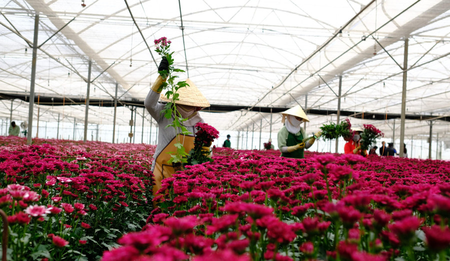 Hoa cúc Đà Lạt cung không đủ cầu. Ảnh: Lâm Viên