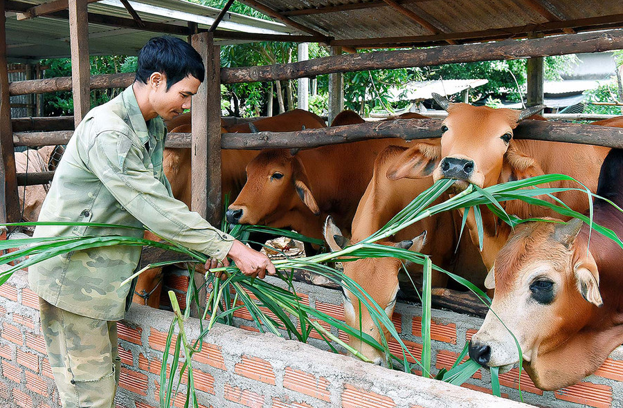 Dịch bệnh viêm da nổi cục trên đàn bò bùng phát khiến nhiều nông dân gặp khó khăn, ảnh hưởng đến thu nhập. Ảnh: Đức Thụy