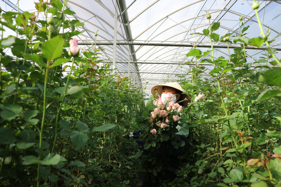 Vài năm trở lại đây, ngày càng có nhiều bạn trẻ bỏ phố về quê làm nông nghiệp, làm nhà vườn. Ảnh: Gia Bình