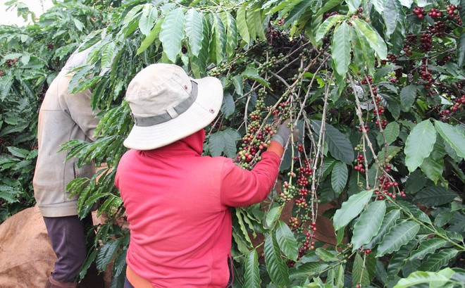 Các tỉnh Tây Nguyên lên phương án hỗ trợ người dân thu hoạch cà phê. Ảnh: T.N.