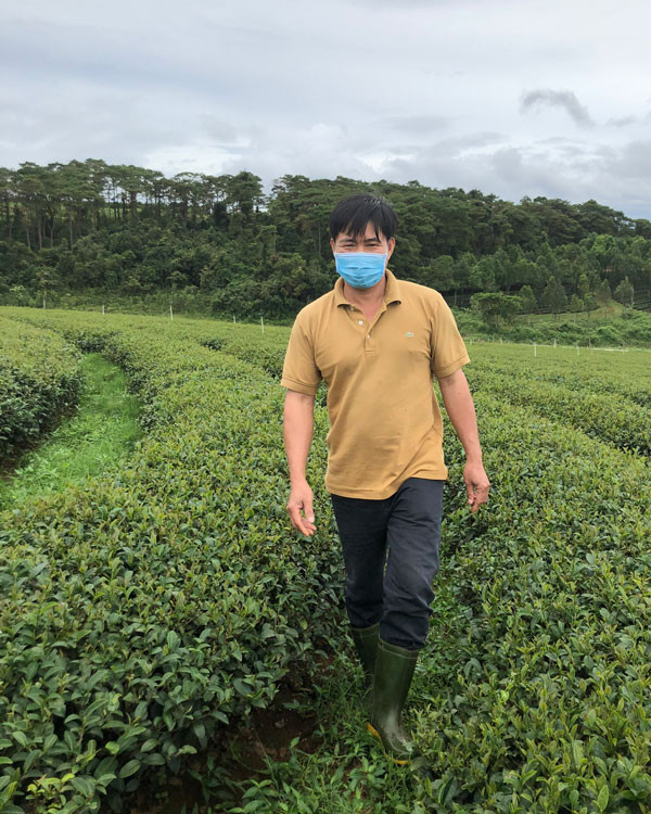 Anh Phan Xuân Hưng trong vườn chè Kim Tuyên Anh Phan Xuân Hưng trong vườn chè Kim Tuyên