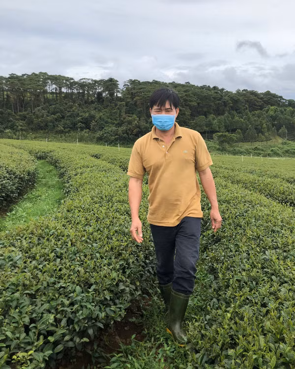 Anh Phan Xuân Hưng trong vườn chè Kim Tuyên