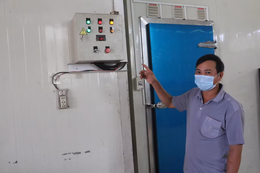 Theo ông Phúc, muốn giữ được độ tươi, màu sắc và chất lượng bơ thì cần làm lạnh cấp tốc ở nhiệt độ thích thích hợp. Ảnh: Quang Tấn